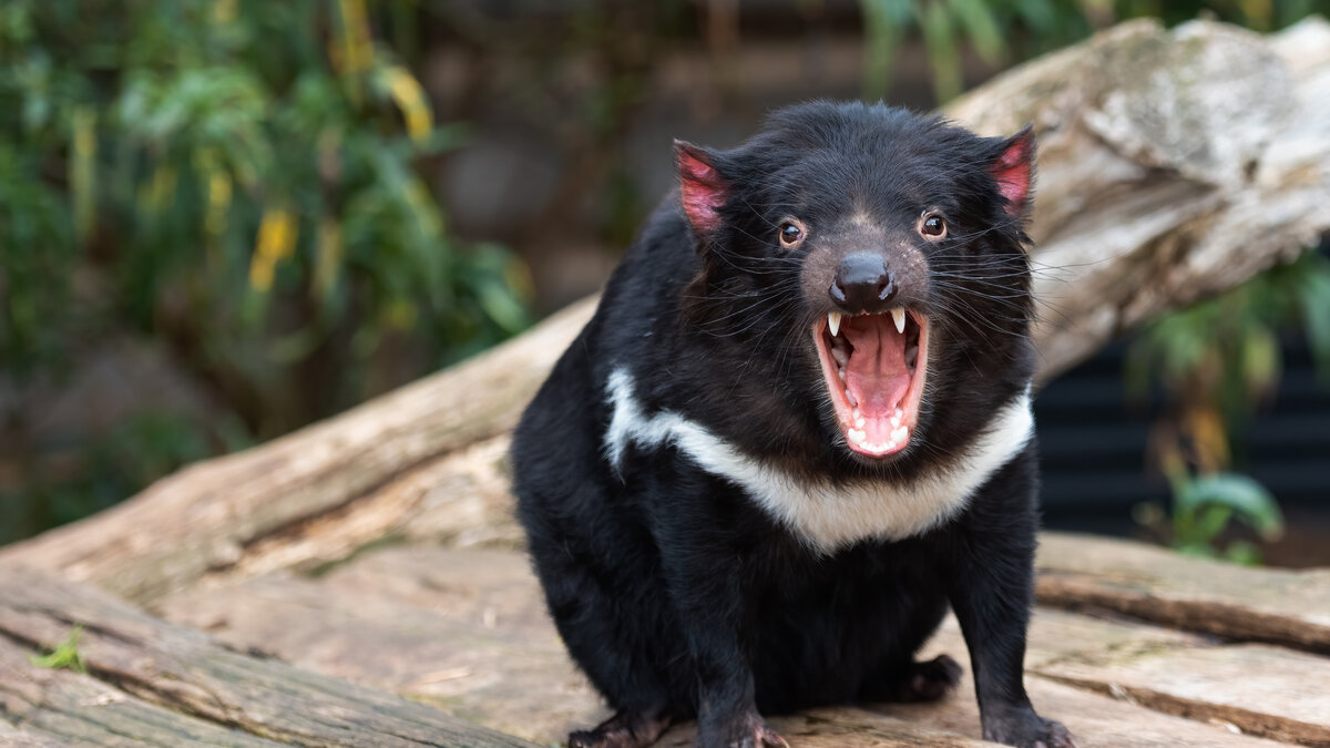 Tasmanian devil